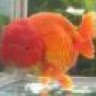 Ranchu1991