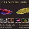 Cá Rồng Bin Nhím